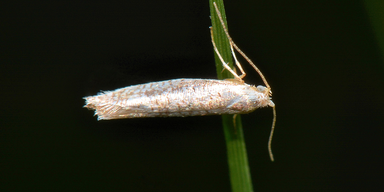 Argyresthiidae? S, cfr. Argyresthia retinella